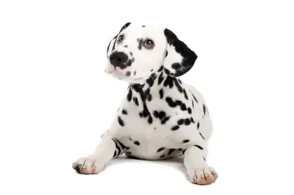 Dalmatian