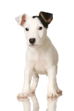 Jack Russell Terrier (Smooth)